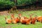 A herd of Spotted Axis Deer