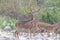 Herd of Spotted Deer Axis axis at Jim Corbett National Park