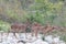 Herd of Spotted Deer Axis axis at Jim Corbett National Park