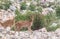 Herd of Spotted Deer Axis axis at Jim Corbett National Park