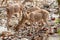 Herd of Spotted Deer Axis axis at Jim Corbett National Park