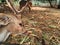 A herd of spotted deer & x28;Axis axis& x29; at Ragunan Zoo