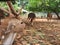 A herd of spotted deer & x28;Axis axis& x29; at Ragunan Zoo