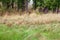 Herd of spotted deer in the forests of Bandhavgarh National Park India