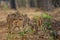 Herd of spotted deer grazing on the forest floor looking out for Tigers in Tadoba National Park