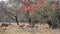 Herd of spotted deer walk under a flame of forest tree at tadoba