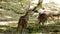 Herd of spotted deer at zoo