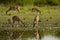 Herd of spotted deers drinking water in the riverbank, Bardia, Nepal