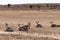 Herd of springbok, Africa safari wildlife