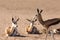 Herd of springbok, Africa safari wildlife