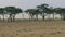 A Herd Of Springbok Antelope Goes On The African Savannah And Start Running