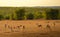 Herd of springbok antelopes photographed at sunset in Namibia