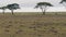 Herd Of Springbok Antelopes Quickly Run From A Predator On The African Savannah