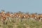 Herd of springbok antilopes