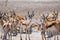 Herd of springbok near waterhole in Namibia