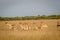 Herd of Springbok running in the grass.