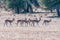 Herd of springbok walking in the arid Kgalagadi