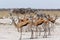 Herd of springbok and zebra in Etosha