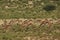 Herd of springboks Antidorcas marsupialis walking on red sand in Kalahari desert in the green grass