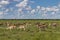 Herd of springboks at Etosha National Park