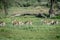 Herd of Springboks running in the grass.