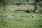 Herd of Springboks running in the grass.