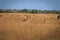 Herd of Springboks standing in the high grass.