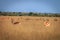 Herd of Springboks standing in the high grass.