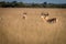 Herd of Springboks standing in the high grass.