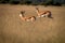 Herd of Springboks standing in the high grass.