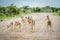 Herd of Springboks standing on the road.