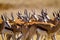 A herd of Springbuck moving across the sand