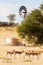 Herd of springbuck standing near waterhole