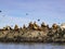 Herd of Steller Sea Lions Eumetopias jubatus