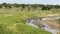 A herd of striped zebras came to drink at a small river in Tarangire National Park. Long shot. Safari in Africa.