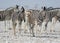 Herd of striped zebras with curious muzzles on African savanna in dry season in dusty waterless day. Safari in Namibia.