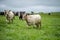 herd of Stud beef cows and bulls grazing on green grass in Australia, breeds include speckled park, murray grey, angus and brangus