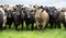 herd of Stud beef cows and bulls grazing on green grass in Australia, breeds include speckled park, murray grey, angus and brangus