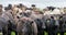 herd of Stud beef cows and bulls grazing on green grass in Australia, breeds include speckled park, murray grey, angus and brangus