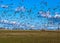 A herd of surprised geese leaving the field during spring / autumn migration, geese flying over the field, many wild geese in the