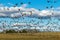 A herd of surprised geese leaving the field during spring / autumn migration, geese flying over the field, many wild geese in the