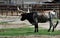 Herd of Texas Longhorn Cows Steers Bulls Cattle