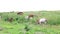 Herd of Thai domestic beef cattle grazing on green pasture