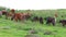 Herd of Thai domestic beef cattle grazing on green pasture