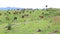 Herd of Thai domestic beef cattle grazing on green pasture