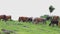 Herd of Thai domestic beef cattle grazing on green pasture