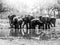 Herd of thirsty african elephants drinking water at waterhole. Moremi Game Reserve, Okavango Region, Botswana