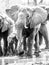 Herd of thirsty african elephants drinking water at waterhole. Moremi Game Reserve, Okavango Region, Botswana