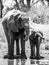 Herd of thirsty african elephants drinking water at waterhole. Moremi Game Reserve, Okavango Region, Botswana