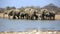 A herd of thirsty elephants at the klein Namutoni water hole